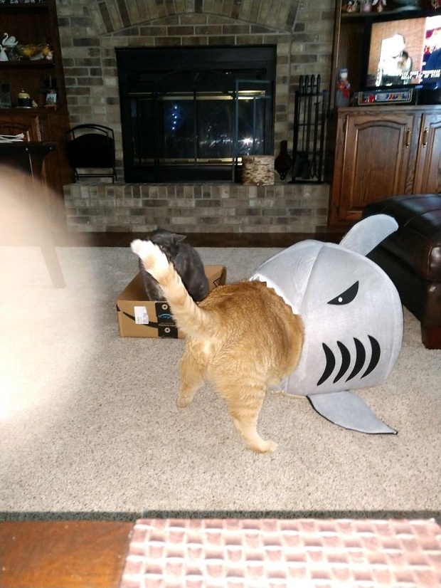 Khi các hoàng thượng chán cảnh đệm êm chăn ấm, chuyển sang phong cách bạ đâu nằm đấy cho thoải mái - Ảnh 13.