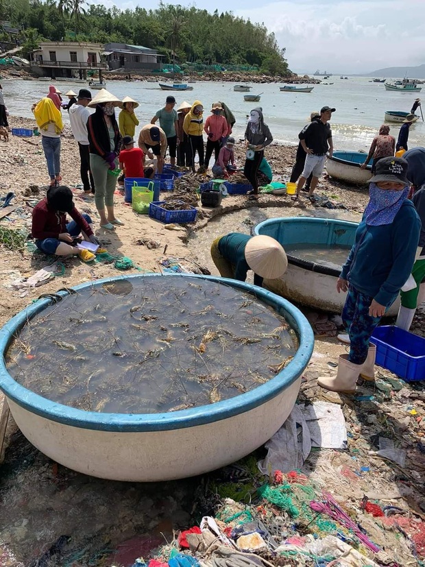 Người dân Phú Yên ôm mặt khóc ròng vì tôm hùm chết hàng loạt sau bão số 12, phải bán tháo gây thiệt hại hàng tỉ đồng - Ảnh 2.