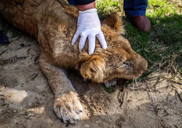 Dentro de zoológicos de todo el mundo donde se maltrata a los animales para entretener a las personas, hasta el punto de pagar con sus vidas - Foto 6.