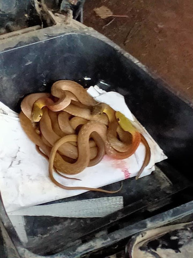 I was shocked to see a whole herd of snakes huddled in the trunk while repairing a motorcycle after a flood in Quang Tri - Photo 2.