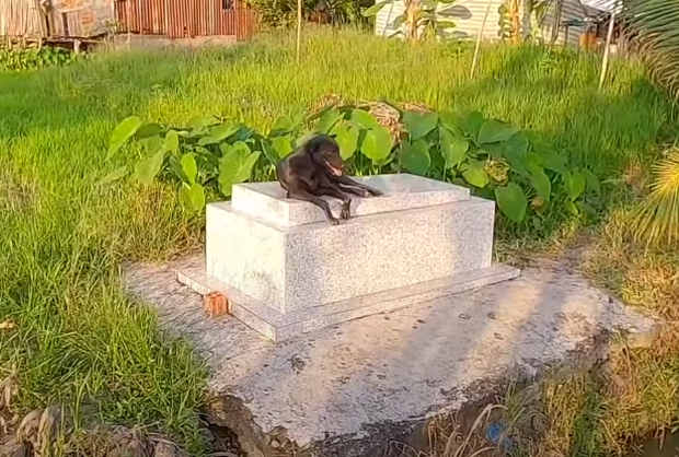 The little master has passed away 3 years ago, Long An's dog still has a tangerine on his grave, he does not go away, surprising many people - Photo 2.