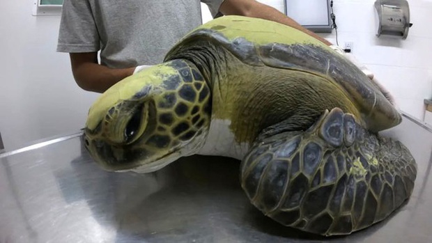 Một con rùa xanh quý hiếm phải uống thuốc xổ cả tháng trời mới thải hết rác nhựa trong bụng ra ngoài - Ảnh 3.