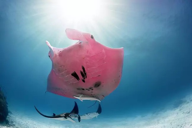 Chuyện hi hữu triệu lần mới bắt gặp được: Nhiếp ảnh gia may mắn chụp được chú cá đuối có màu hồng duy nhất trên thế giới  - Ảnh 3.