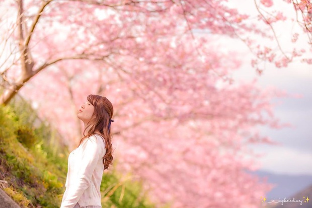 Đất nước “đẹp bất chấp thời gian” đích thị là Nhật Bản, xem ảnh hoa anh đào nở rộ về đêm mà chỉ biết ngỡ ngàng vì quá ảo! - Ảnh 20. Đất nước “đẹp bất chấp thời gian” đích thị là Nhật Bản, xem ảnh hoa anh đào nở rộ về đêm mà chỉ biết ngỡ ngàng vì quá ảo! - Ảnh 20.