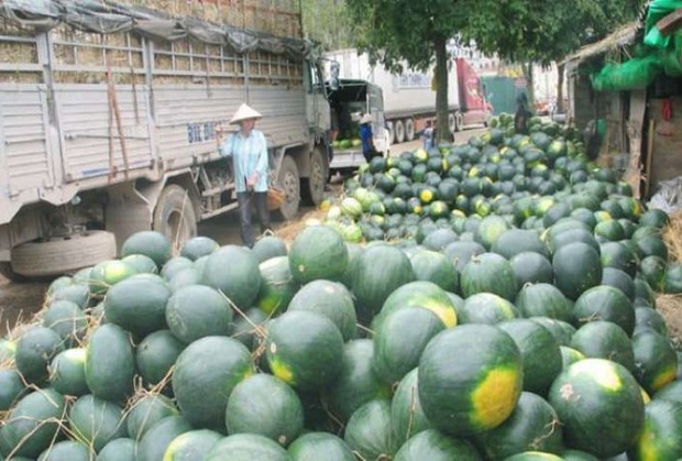 Gần 1.000 container nông sản ùn ứ tại cửa khẩu - Ảnh 1.