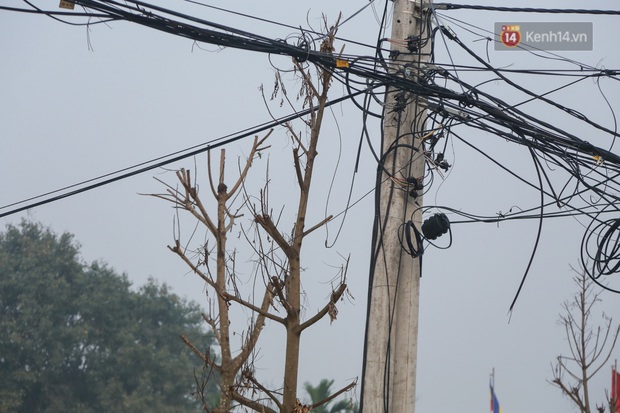 Hà Nội: Mới trồng chưa được 1 năm, hàng cây chết dọc tuyến đường mới mở bị chặt bỏ hàng loạt, chuẩn bị trở thành… củi khô - Ảnh 3.