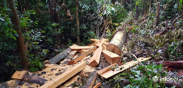 Quảng Bình: Sẽ xử lý nghiêm vụ phá rừng đệm di sản thế giới Phong Nha - Kẻ Bàng - Ảnh 1.