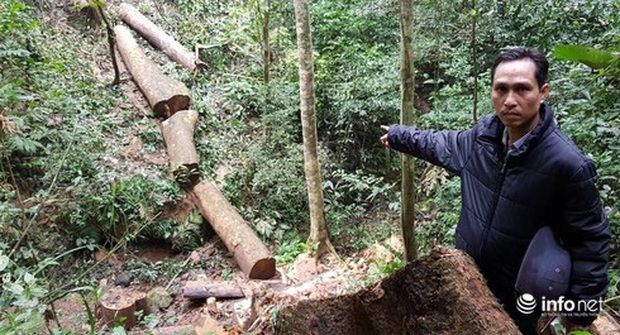 Quảng Bình: Sẽ xử lý nghiêm vụ phá rừng đệm di sản thế giới Phong Nha - Kẻ Bàng - Ảnh 2.