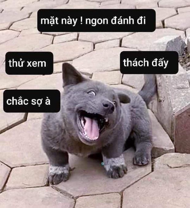 Chú chó hot nhất Facebook gần 1 tuần qua, lập fanpage 4 ngày thu về 32 ngàn lượt thích, ai nhìn cũng muốn nuôi! - Ảnh 7.