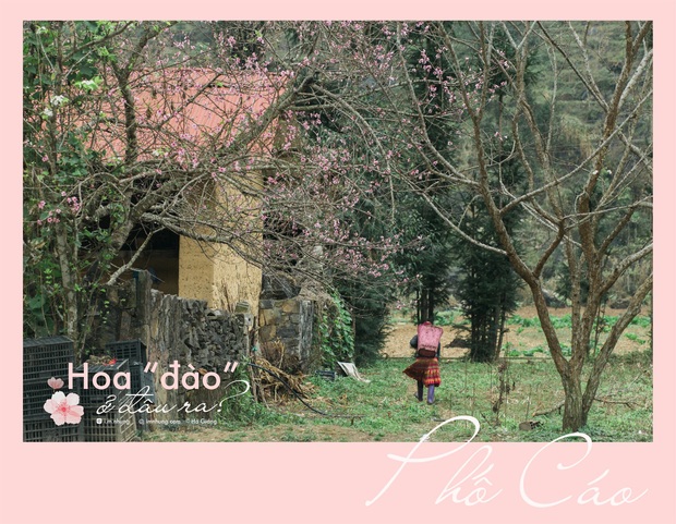 Không đến Hà Giang vào thời điểm vàng, cô bạn vẫn thu về cả một album săn hoa cực đẹp khiến cư dân mạng trầm trồ - Ảnh 15.