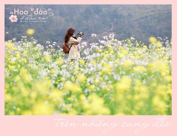 Không đến Hà Giang vào thời điểm vàng, cô bạn vẫn thu về cả một album săn hoa cực đẹp khiến cư dân mạng trầm trồ - Ảnh 2.