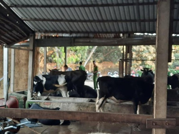Yêu cầu Tuấn khỉ bồi thường 40 triệu đồng bắn chết bò - Ảnh 2. Yêu cầu Tuấn khỉ bồi thường 40 triệu đồng bắn chết bò - Ảnh 2.
