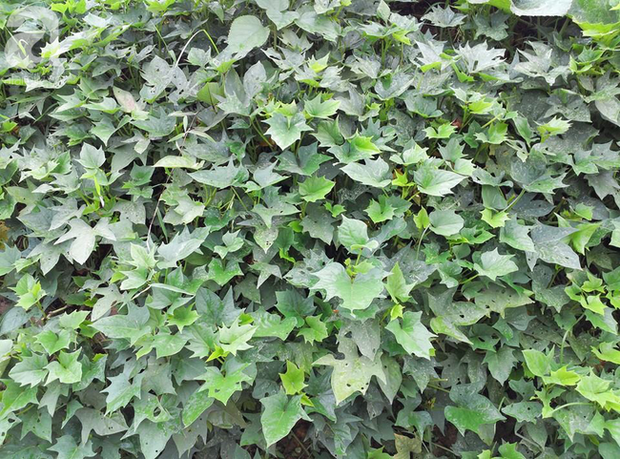Cùng xem cách chi tiêu của đôi vợ chồng mới cưới ở giữa Hà Nội thu nhập 14 triệu nhưng tháng nào cũng để ra được 8 triệu - Ảnh 5. Cùng xem cách chi tiêu của đôi vợ chồng mới cưới ở giữa Hà Nội thu nhập 14 triệu nhưng tháng nào cũng để ra được 8 triệu - Ảnh 5.