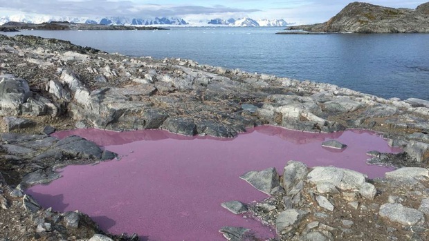 Ao nước giữa Nam Cực đột nhiên chuyển thành màu tím, khoa học bất ngờ và đến giờ vẫn chưa hiểu tại sao Extralarge-1583984430-cover-image-15845002176361802157228
