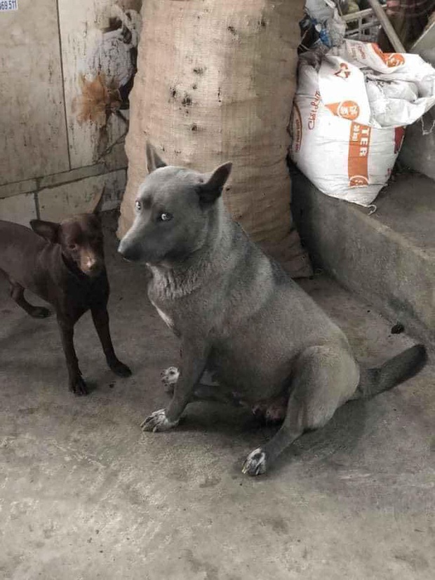 Sự thật về hình ảnh mẹ chú chó idol Nguyễn Văn Dúi, dân tình còn ngỡ ngàng vì giống nhau từ lông đến biểu cảm - Ảnh 2. Sự thật về hình ảnh mẹ chú chó idol Nguyễn Văn Dúi, dân tình còn ngỡ ngàng vì giống nhau từ lông đến biểu cảm - Ảnh 2.