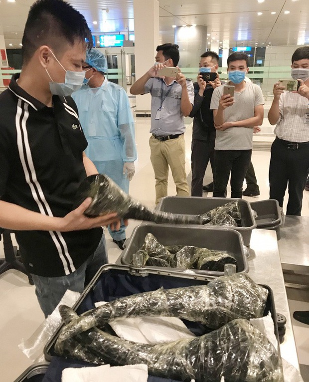 Phát hiện gần 29 kg nghi sừng tê giác trên chuyến bay Hàn Quốc - Cần Thơ  - Ảnh 1.