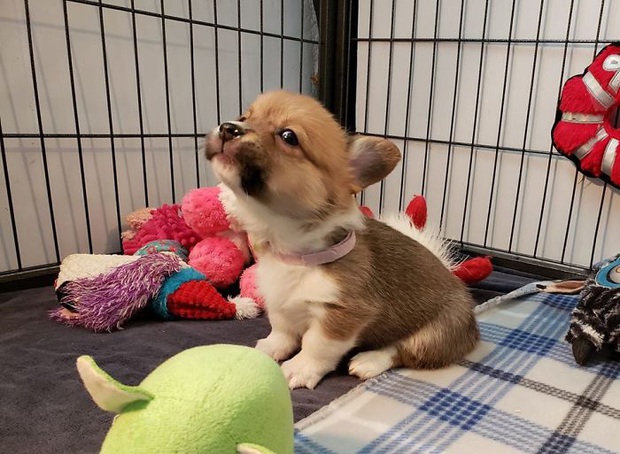 Những chú Corgi sở hữu khuôn mặt vui vẻ vẫn quạu, thần thái sưng xỉa vô địch - Ảnh 4.