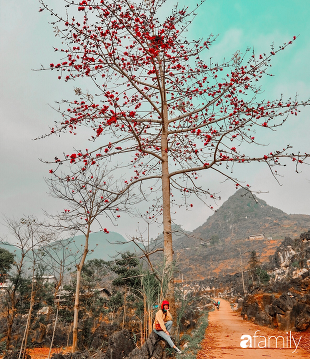 Hà Giang tháng 3 đẹp mê hồn trong mắt cô gái trẻ xứ Thanh, thật khó tin khi 4 loài hoa núi rừng đủ sắc màu cùng nở một lúc - Ảnh 10. Hà Giang tháng 3 đẹp mê hồn trong mắt cô gái trẻ xứ Thanh, thật khó tin khi 4 loài hoa núi rừng đủ sắc màu cùng nở một lúc - Ảnh 10.
