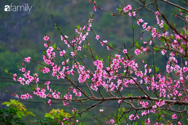 Hà Giang tháng 3 đẹp mê hồn trong mắt cô gái trẻ xứ Thanh, thật khó tin khi 4 loài hoa núi rừng đủ sắc màu cùng nở một lúc - Ảnh 5. Hà Giang tháng 3 đẹp mê hồn trong mắt cô gái trẻ xứ Thanh, thật khó tin khi 4 loài hoa núi rừng đủ sắc màu cùng nở một lúc - Ảnh 5.