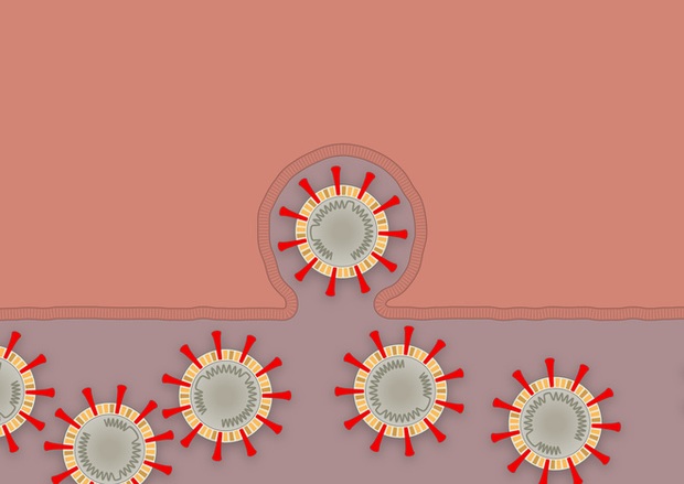 Nhà văn khoa học mô tả tường tận quá trình virus corona lây nhiễm, tấn công người bệnh - Ảnh 9.