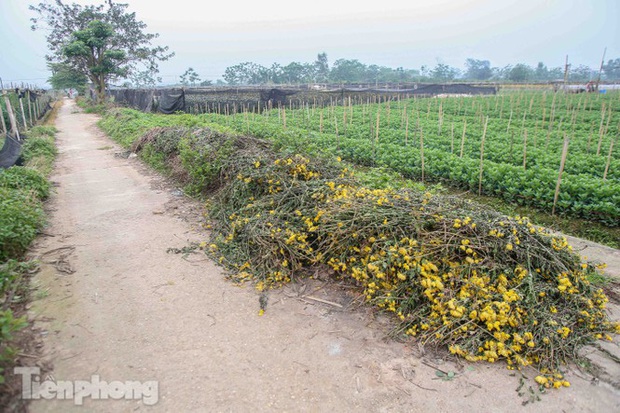 Không có nơi tiêu thụ, người nông dân khóc ròng, cắt hoa vứt đầy đường - Ảnh 1. Không có nơi tiêu thụ, người nông dân khóc ròng, cắt hoa vứt đầy đường - Ảnh 1.