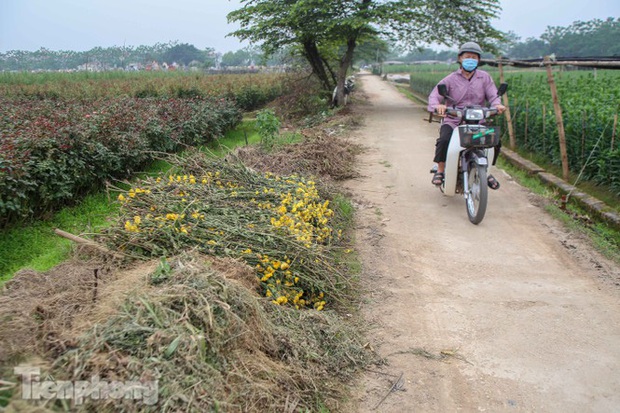 Không có nơi tiêu thụ, người nông dân khóc ròng, cắt hoa vứt đầy đường - Ảnh 5. Không có nơi tiêu thụ, người nông dân khóc ròng, cắt hoa vứt đầy đường - Ảnh 5.