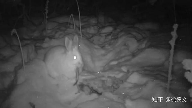 Trật tự tự nhiên sụp đổ? Camera hồng ngoại đã bí mật phát hiện ra rằng thỏ rừng đang ăn thịt - Ảnh 2.