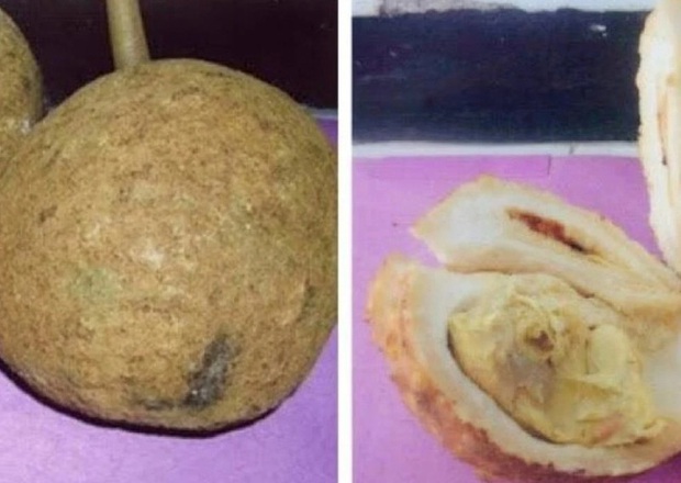 Kỳ lạ: Sầu riêng không gai hiếm hoi được tìm thấy cách đây 13 năm
