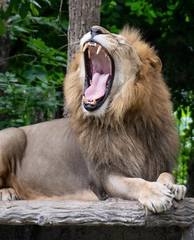 Điểm danh những loài vật có cú cắn uy lực nhất hành tinh, sư tử còn phải ngậm ngùi đứng ngoài Top 10 - Ảnh 13.
