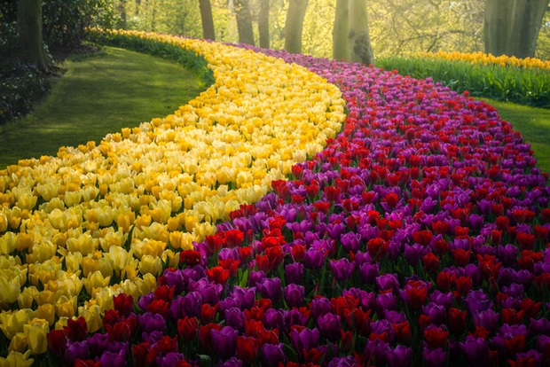 Vườn hoa đẹp nhất thế giới đóng cửa sau 71 năm, nhiếp ảnh gia tò mò muốn vào bên trong thì choáng ngợp với cảnh tượng trước mắt Photo-21-1588249765470863092002