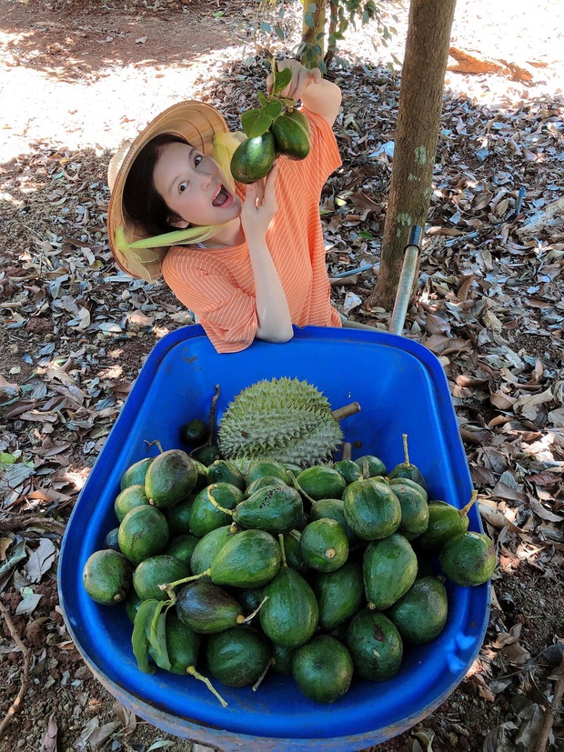 Lý Nhã Kỳ ở nhà làm nông mùa dịch: Giản dị đội nón lá, diện đồ ngủ đi hái trái cây trên nông trại 50 hecta ở Đà Lạt - Ảnh 3.