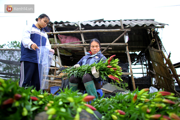 “Thủ phủ” hoa tại Hà Nội nở rộ giữa dịch COVID-19: Tưởng thắng vụ mà thành bại, hoa cười nhưng người khóc - Ảnh 14.