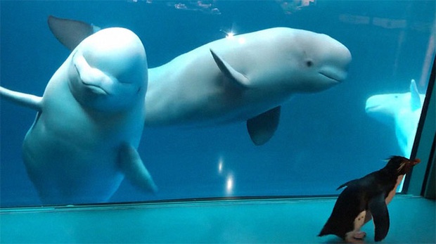 Cuộc gặp gỡ hiếm có khó tìm mà yêu không chịu nổi của đại diện Nam Cực và Bắc Cực: Chim cánh cụt đi lang thang trong thủy cung đóng cửa bắt gặp cá voi trắng  - Ảnh 7.