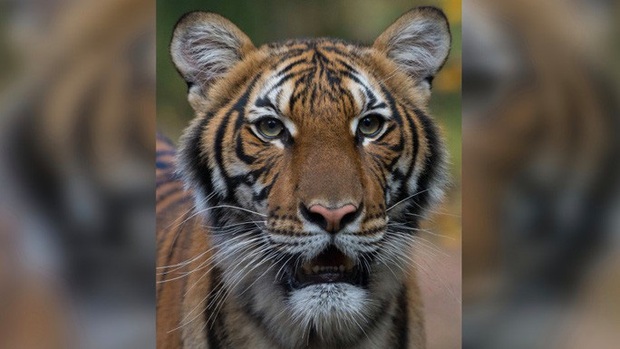  Mỹ: Hổ trong sở thú tại TP New York nhiễm Covid-19 - Ảnh 1.