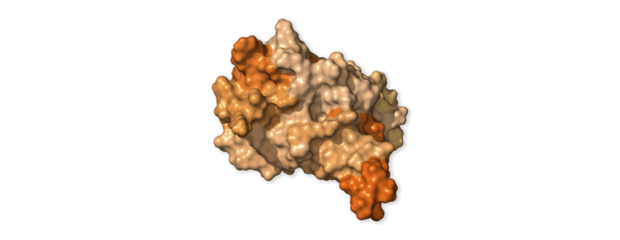 Chi tiết bộ gen SARS-CoV-2: Những tên khủng bố chiếm dụng tế bào phổi người - Ảnh 3.