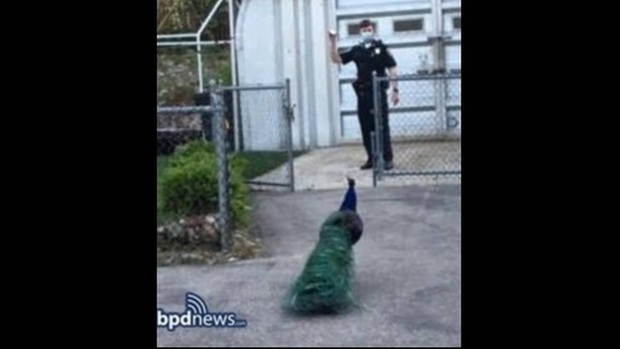 Cảnh sát sử dụng tiếng kêu gợi tình của chim công cái để tóm cổ con công đực bỏ trốn khỏi sở thú - Ảnh 3.