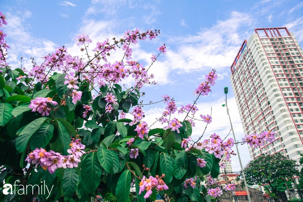 Trở lại cuộc sống bộn bề như trước, có mấy ai nhận ra Hà Nội đang trong một mùa hoa bằng lăng đẹp tuyệt vời - Ảnh 1.