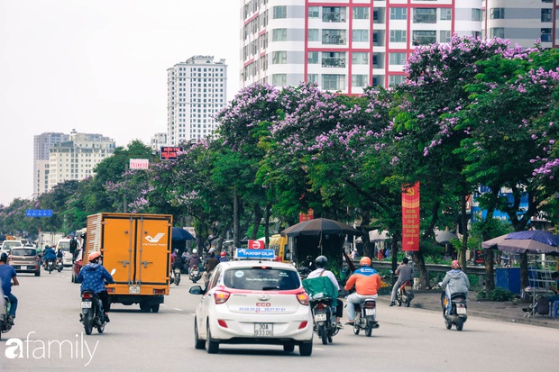 Trở lại cuộc sống bộn bề như trước, có mấy ai nhận ra Hà Nội đang trong một mùa hoa bằng lăng đẹp tuyệt vời - Ảnh 6.
