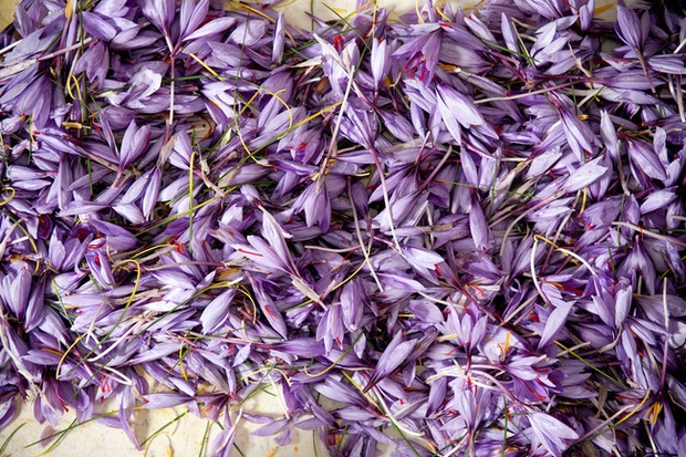 Cận cảnh quá trình thu hoạch saffron - thứ gia vị đắt nhất thế giới được mệnh danh “vàng đỏ“ có giá hàng tỷ đồng/kg, từng được Nữ hoàng Ai Cập dùng để dưỡng nhan - Ảnh 5.