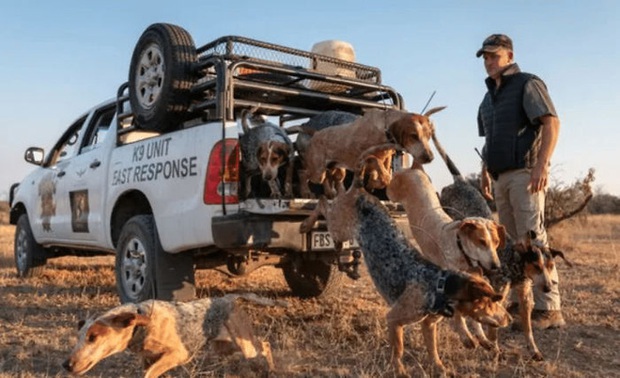 Chó được huấn luyện để bảo vệ động vật hoang dã đã cứu được 45 con tê giác khỏi những kẻ săn trộm - Ảnh 8.