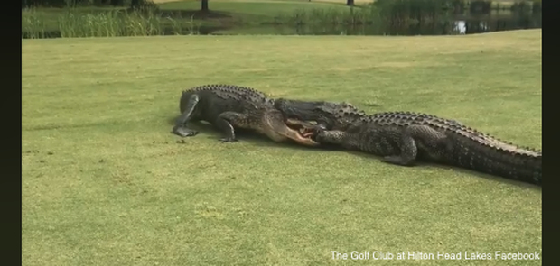 Hai anh cá sấu khổng lồ thản nhiên vật nhau giữa sân golf khiến loài người hết hồn khi chứng kiến cuộc chiến - Ảnh 1.