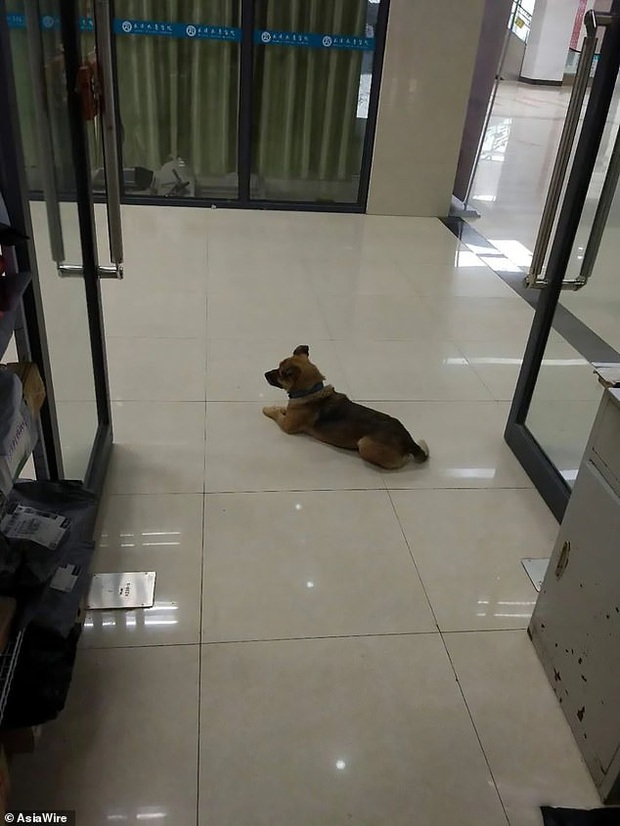 Mòn mỏi chờ đợi suốt 3 tháng trời ngoài cửa bệnh viện, chú chó trung thành không hay biết chủ đã qua đời vì dịch Covid-19 - Ảnh 2.