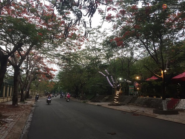 Thêm một cây phường trên phố Sài Gòn bật gốc đè trúng xe tải, nhiều người đi đường hoảng hồn - Ảnh 3.