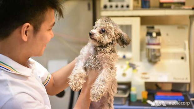 trợ tử chó là gì