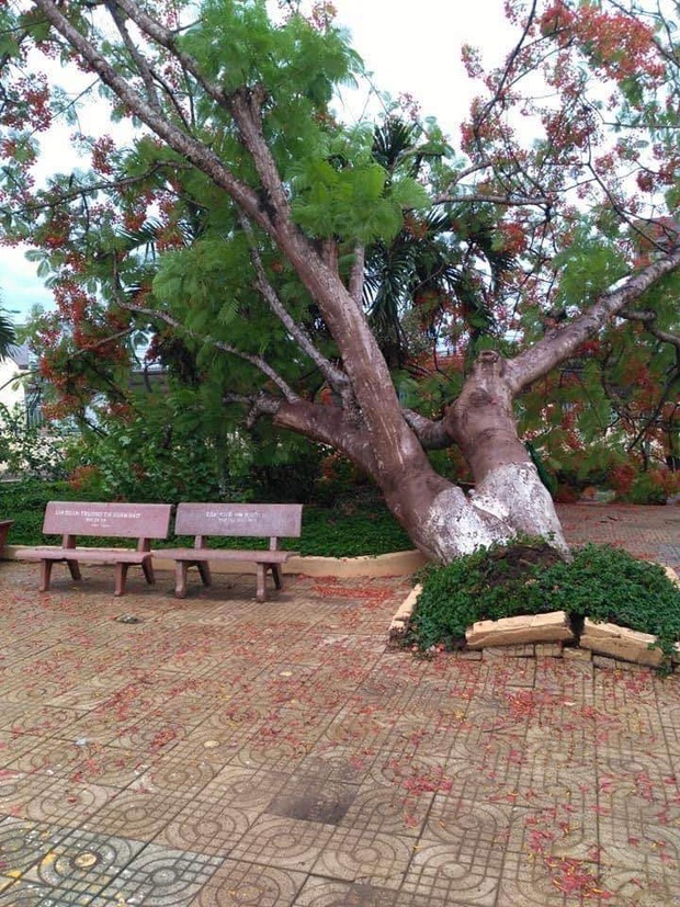 Lại thêm 1 cây phượng bật gốc ngã ở trường tiểu học - Ảnh 1. Lại thêm 1 cây phượng bật gốc ngã ở trường tiểu học - Ảnh 1.