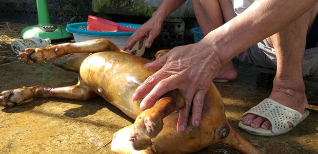 Đề nghị cấm giết mổ, tiêu thụ thịt chó mèo: Chủ các lò mổ nói gì? - Ảnh 2.