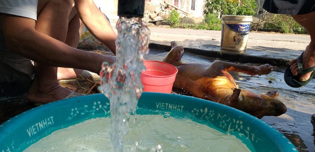 Đề nghị cấm giết mổ, tiêu thụ thịt chó mèo: Chủ các lò mổ nói gì? - Ảnh 5.