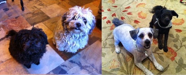 Loạt ảnh minh chứng sự khác biệt sau khi cắt tóc cho cún cưng: cứ như kiểu vừa nuôi thêm một em chó mới toanh vậy! - Ảnh 4.