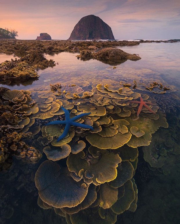 Mấy ai biết Việt Nam có một hòn đảo san hô với vẻ đẹp “siêu thực” thế này, xem ảnh mà cứ ngỡ đâu nước ngoài xa xôi - Ảnh 11.