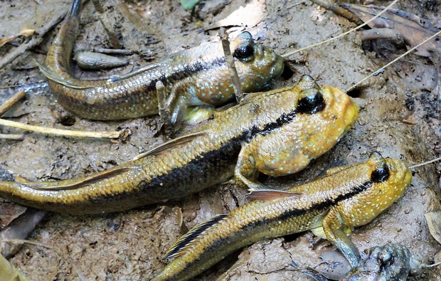 Vietnam tiene una especie de pez que puede trepar a los árboles, correr y saltar y también es una especialidad famosa de toda la región - Foto 5.